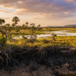 Why Brazil’s Cerrado Wetlands Are 2026's Biggest Environmental Trend